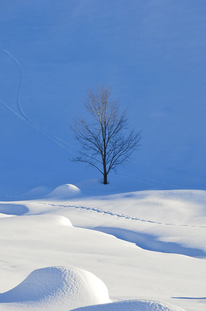 : winter, snow, cold, alpine, snowflake, wintry, alpine winter HD phone wallpaper