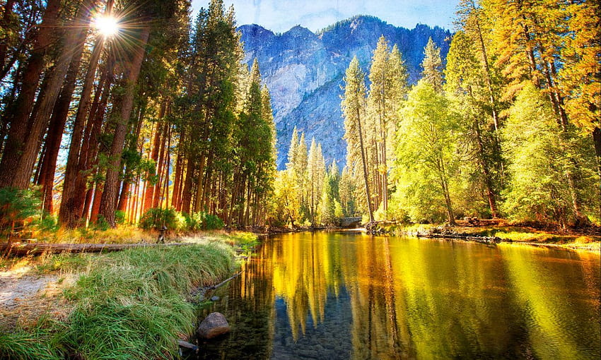 Nature Mountainous River Bank With Pine Trees And Green Grass Mountain ...