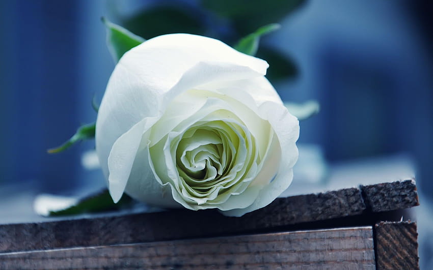 白いバラの背景、白いワイルド ローズ 高画質の壁紙