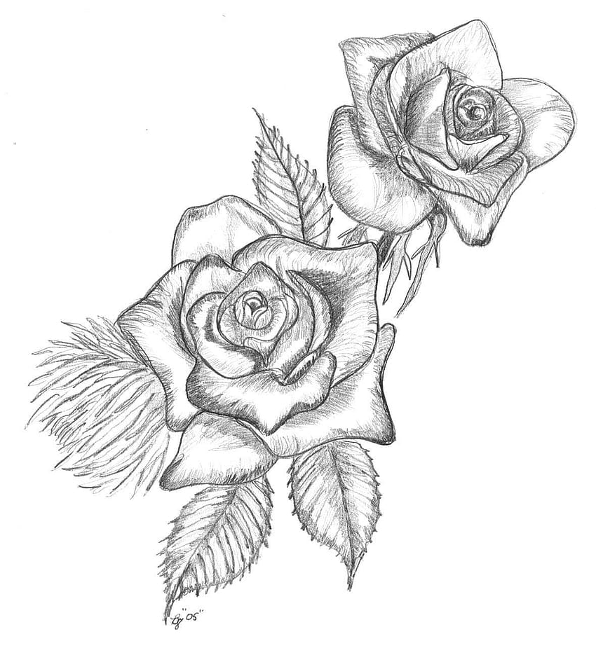 Rose Drawing, realistic drawing HD phone wallpaper