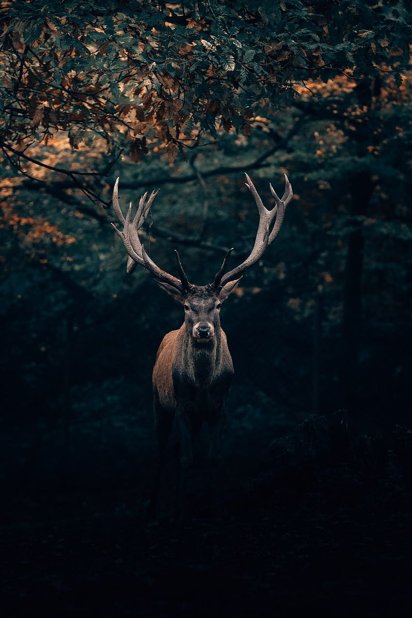 Deer, red stag HD phone wallpaper
