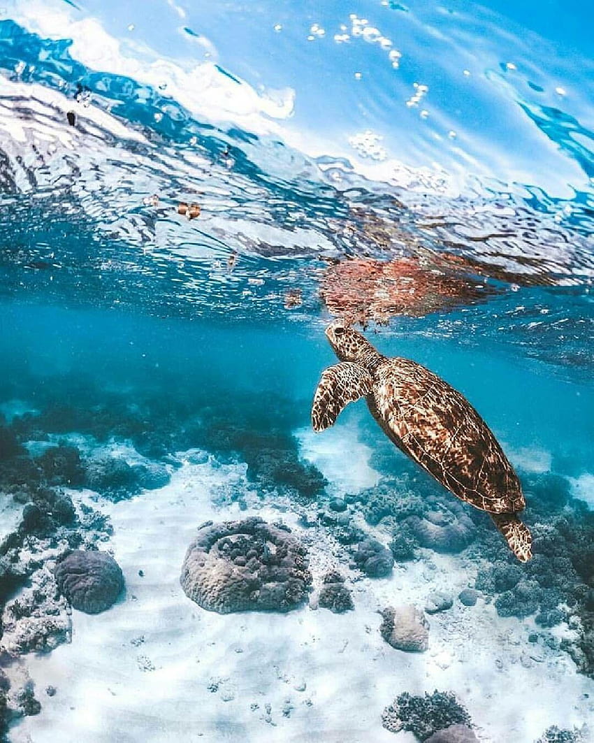 Sea Turtle Great digital backgrounds idea, save the turtles HD phone wallpaper
