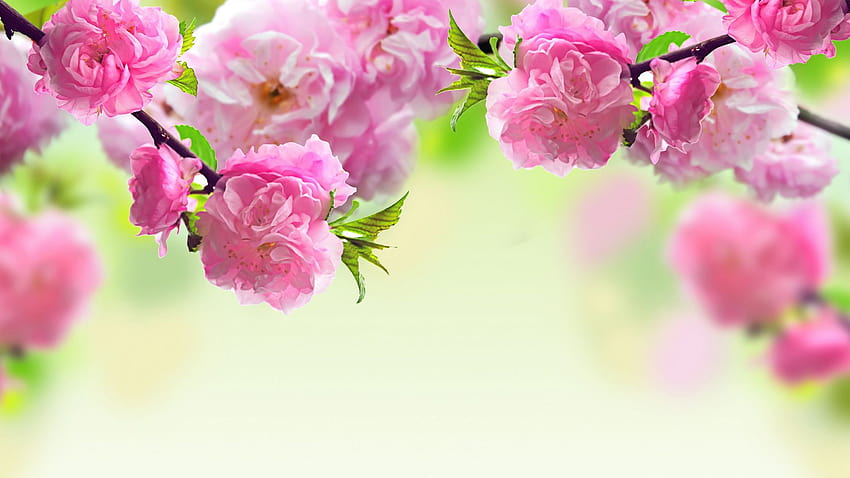 de fleurs de printemps Wallpaper HD