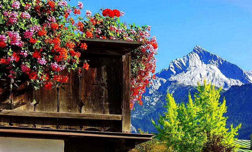 Mountains, Vacation, Bavaria, Tree, Mountain, Flowers, Germany, peak of summer HD wallpaper