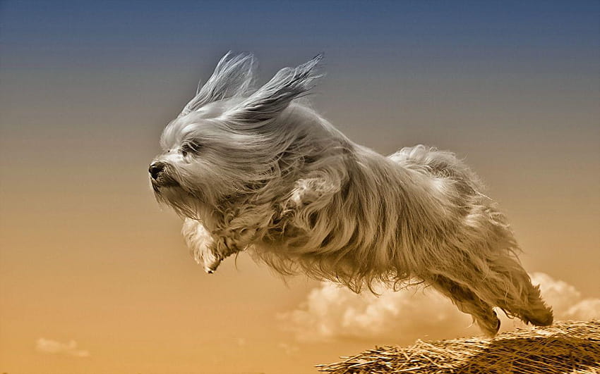 Havanese Bichon Dogs Jump Animals HD wallpaper
