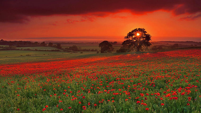 Poppy Red Sunset, poppy fields at sunset HD wallpaper