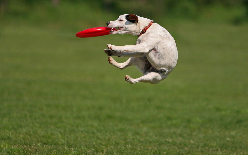 animals, Grass, Dogs, Frisbee / and Mobile HD wallpaper