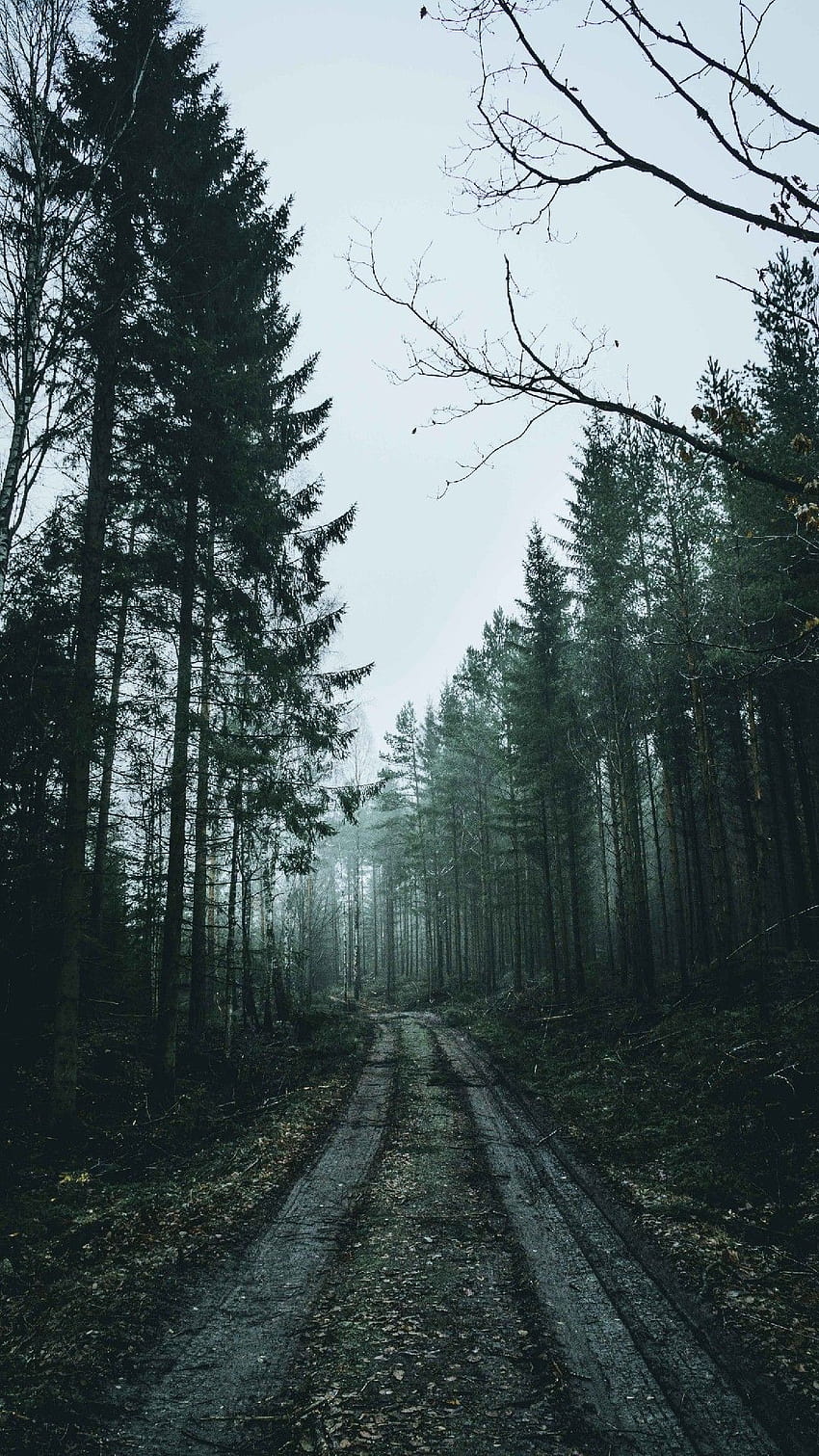 Overcast Road Phone Lockscreen Android iOS iPhone, dark forest mobile HD phone wallpaper