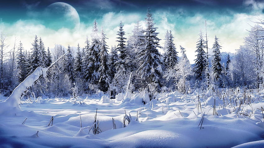 6 雪の森、冬の常緑樹林 高画質の壁紙