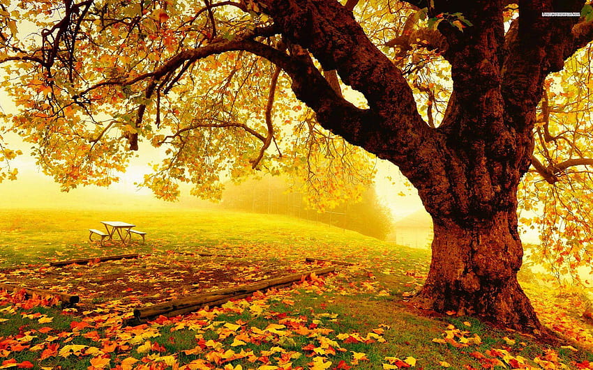 7 のんびり秋の日、ゆったりと景色を楽しむ 高画質の壁紙