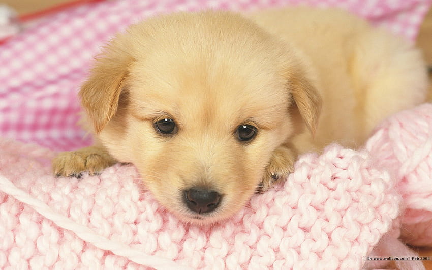 Puppy Dog, cute puppies summer HD wallpaper