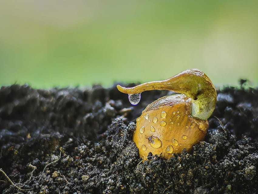 Durian Seed Water Drops Soil Background Yksq Hd Wallpaper Pxfuel