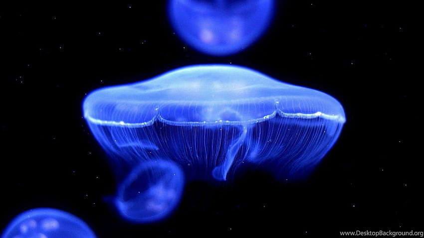 box jellyfish wallpaper