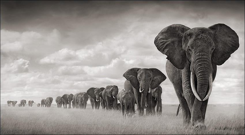 象の群れ、象のグループのグレースケール 高画質の壁紙