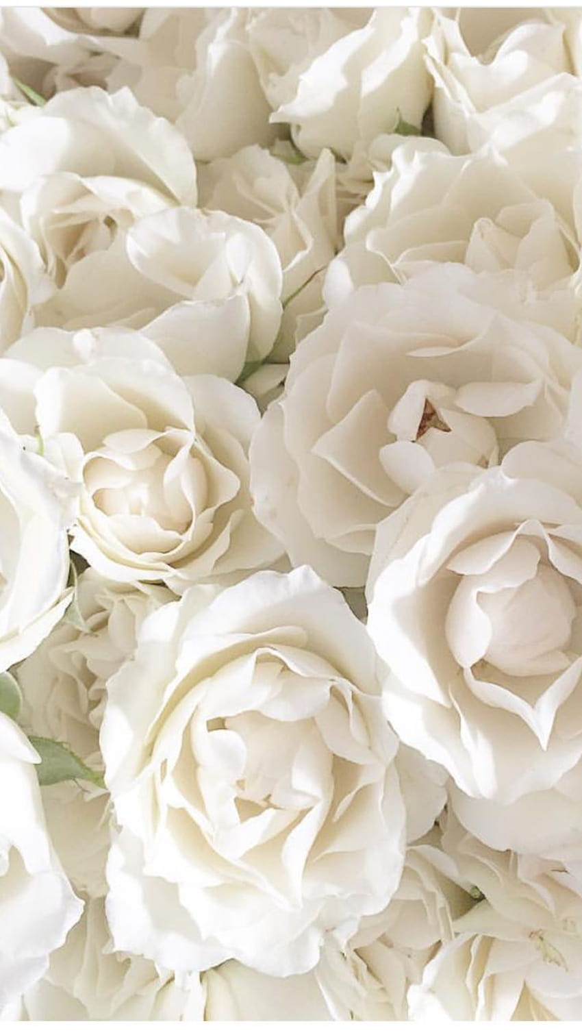White Roses, aesthetic rose white HD phone wallpaper