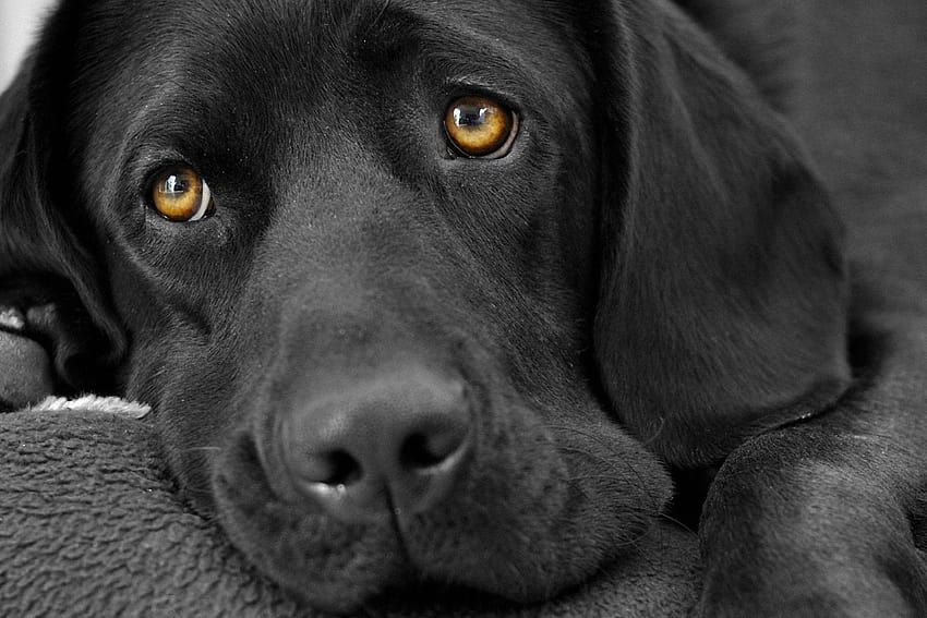 Animals black and white dogs fur, black dogs HD wallpaper