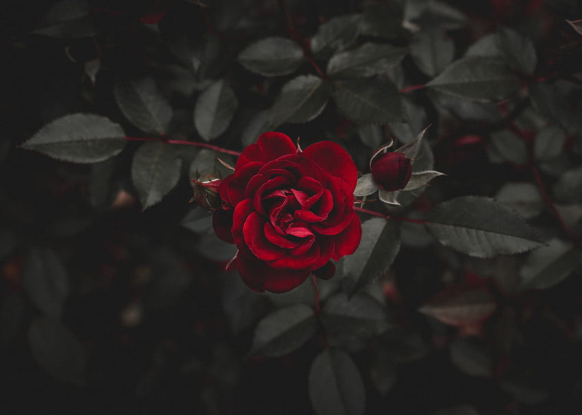 5368605 5250x3750 , single rose in darkness HD wallpaper