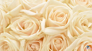 red and white roses wallpaper desktop background