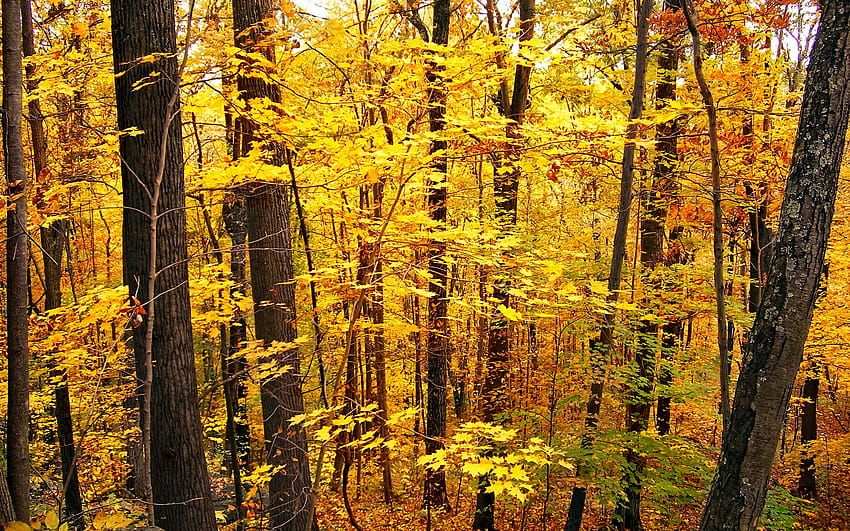 Erkundung des Bioms des gemäßigten Laubwaldes!, gemäßigter Wald HD-Hintergrundbild