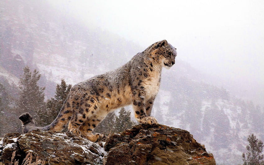 Apple Leopard Group, mac os macan tutul salju Wallpaper HD