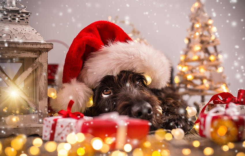 tree, dog, New Year, Christmas, Christmas, dog, 2018, Merry Christmas, Xmas, funny, cute, decoration, santa hat, symbol 2018 , section новый год, dog merry christmas HD wallpaper