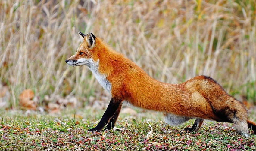 Perfect Red Fox Habitat Quality On Animal HD   Pxfuel   Desktop   Perfect Red Fox Habitat Quality On Animal Red Fox 