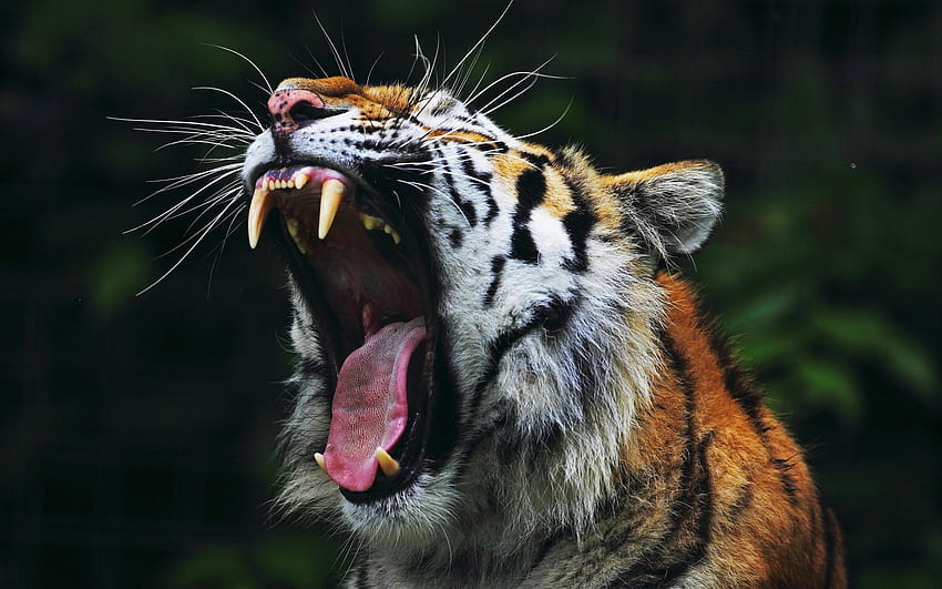 animals, Tiger, Open Mouth, Nature, Big Cats / and Mobile Backgrounds HD wallpaper