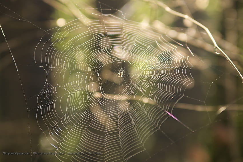 Spider web, spider net HD wallpaper | Pxfuel