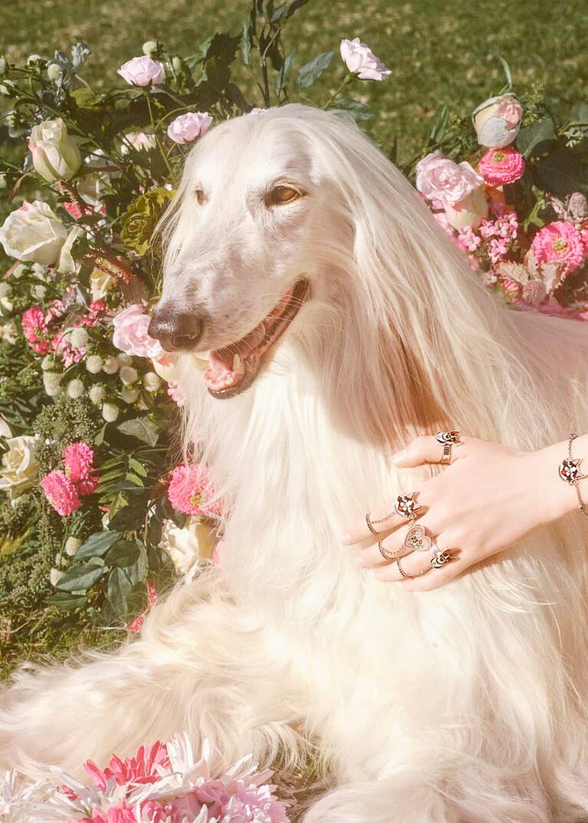 Orso และ Bosco สุนัขพันธุ์บอสตัน เทอร์เรียร์ของ Alessandro Michele ผู้อำนวยการฝ่ายสร้างสรรค์ของ Gucci ปรากฏตัวในเทศกาลตรุษจีน วอลล์เปเปอร์โทรศัพท์ HD