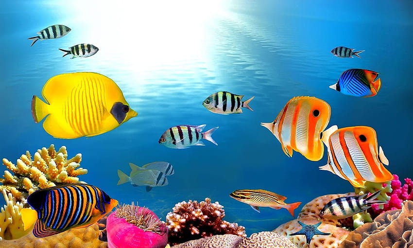 Mural Peces Tropicales Bajo el Mar, peces marinos fondo de pantalla | Pxfuel