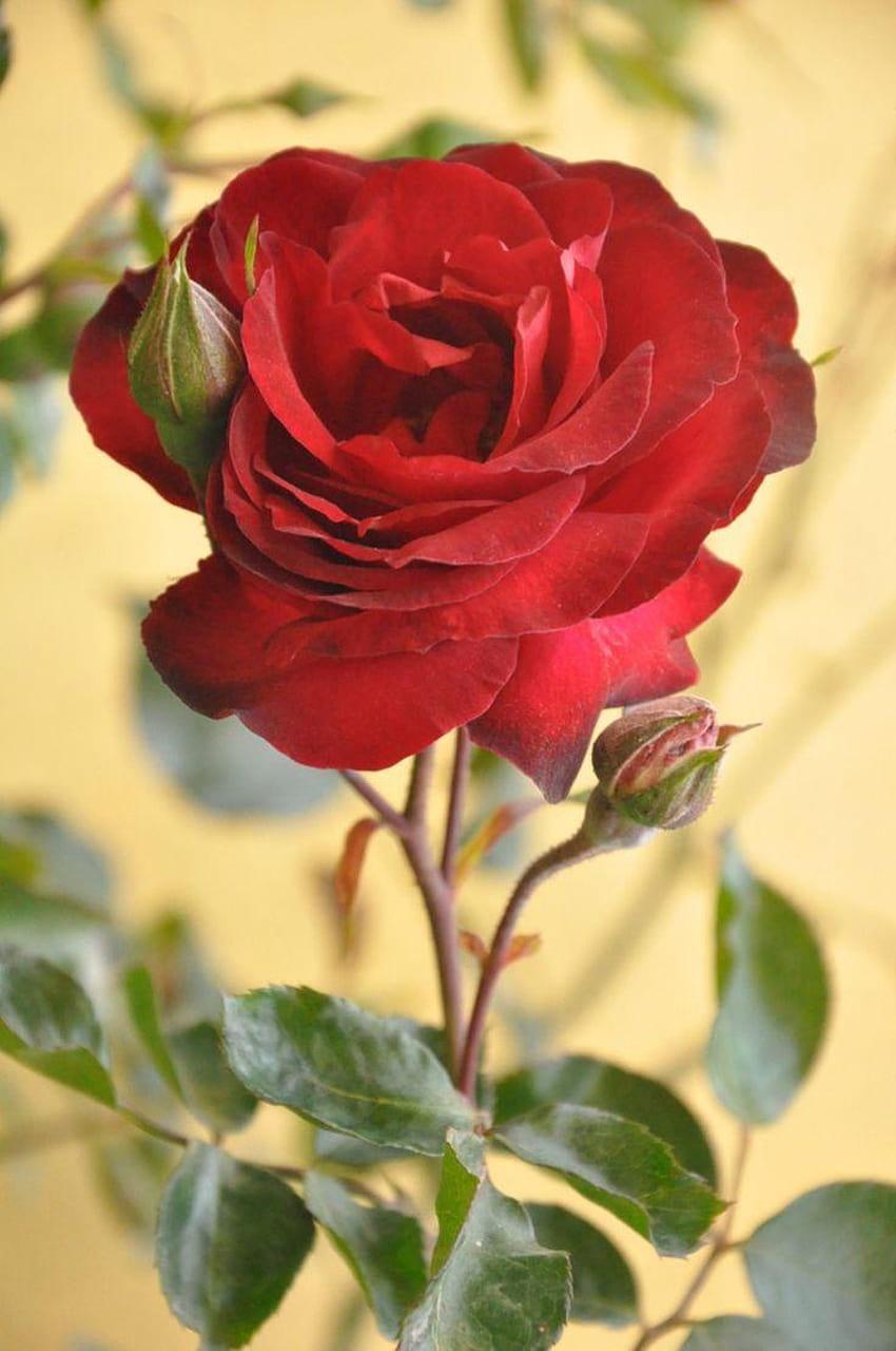 Najpiękniejsze kwiaty czerwonej róży na świecie, najpiękniejsza pełna wersja mobilna Tapeta na telefon HD