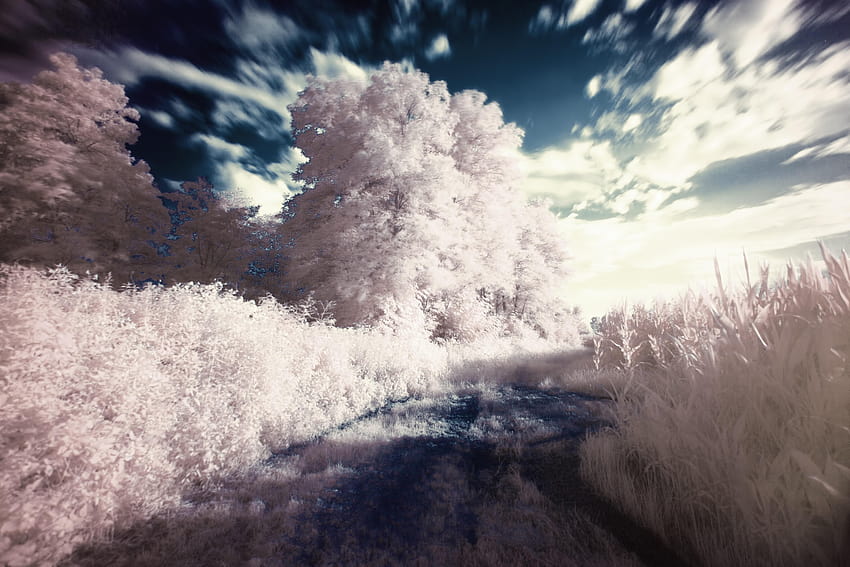 White Leafed Tree and Bush Near Body of Water · Stock, infrared landscape HD wallpaper