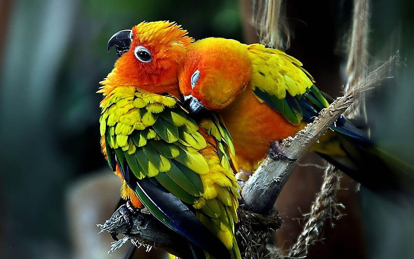 Love Birds Couple Modern Bird Love Pic Impremedia – LOVE, birds love HD wallpaper