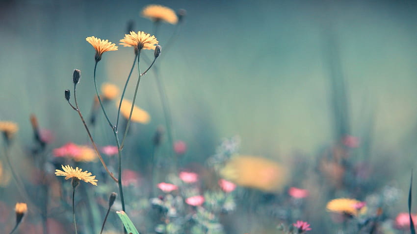 Spring Coming 1920×1080 , spring is coming HD wallpaper