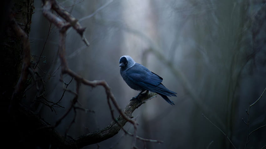 BLUE BIRDS, BLUE, CUTE, BIRDS, TWO, HD wallpaper | Peakpx