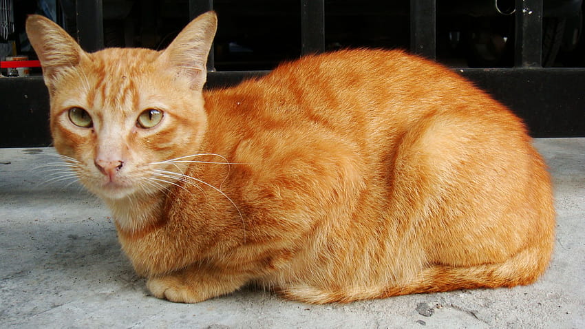 설명 쿠싱 벨랑 징가 오렌지 고등어 얼룩 고양이.JPG, 오렌지 얼룩 고양이 HD 월페이퍼