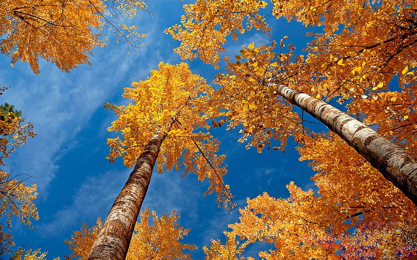 風景、木、自然、携帯電話、葉、秋の黄色の木々 高画質の壁紙