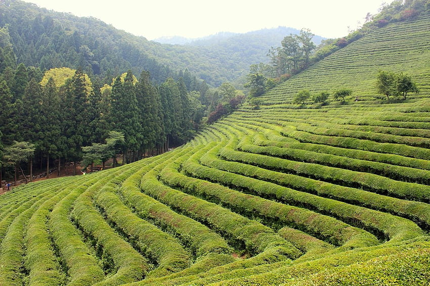 Чаена плантация Daehan Dawon, Южна Корея HD тапет