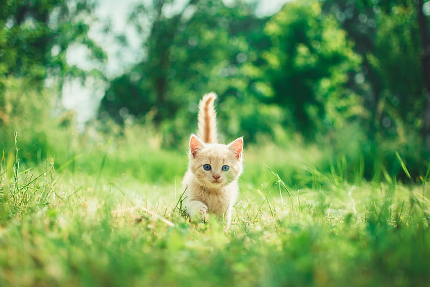 Kitten , 귀여운, 푸른 잔디, Bokeh, 아기 고양이, 동물 HD 월페이퍼