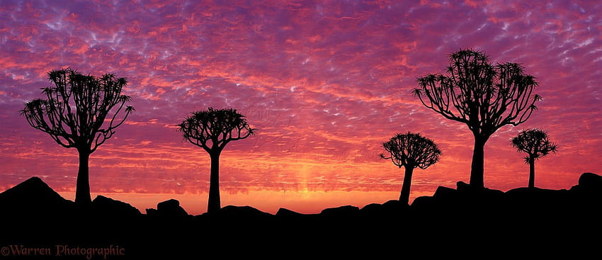 trees and sunsets, quiver trees HD wallpaper