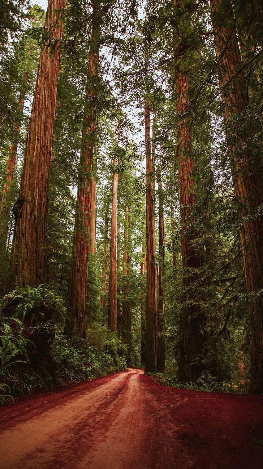Redwood HD phone wallpaper