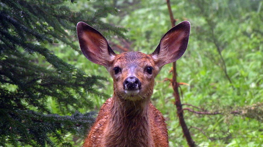 Roe deer, muzzle, wild animals, cute , , background, d8ca5d HD wallpaper