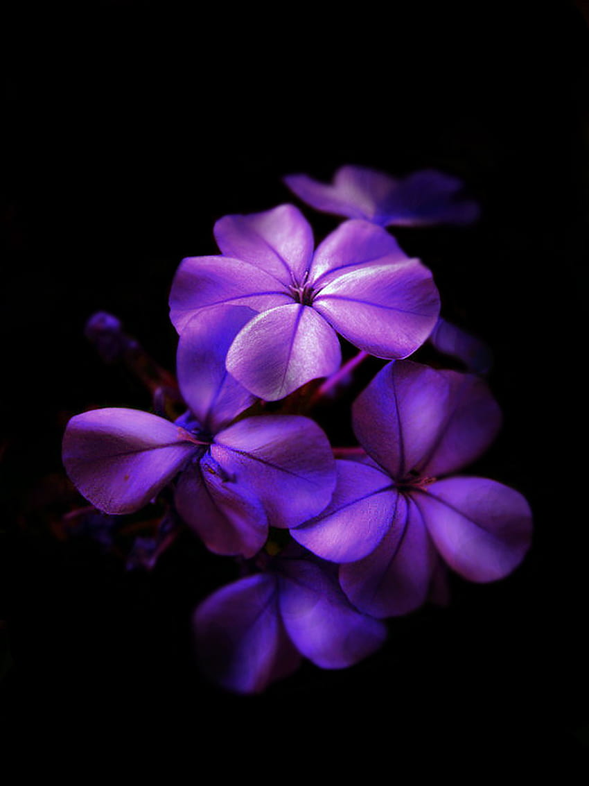Violet Flower cool nature nice HD wallpaper  Peakpx