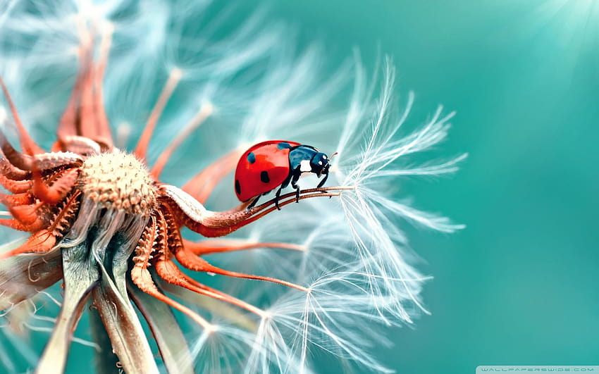 Ladybird pada Dandelion Seeds Macro Ultra, hewan invertebrata Wallpaper HD