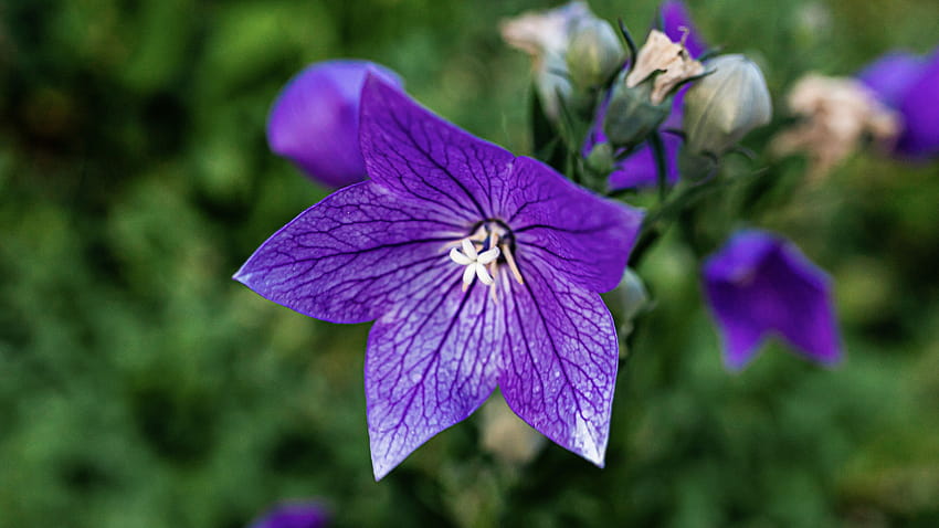 Balloon Flowers Plant Care And Growing Guide Hd Wallpaper Pxfuel