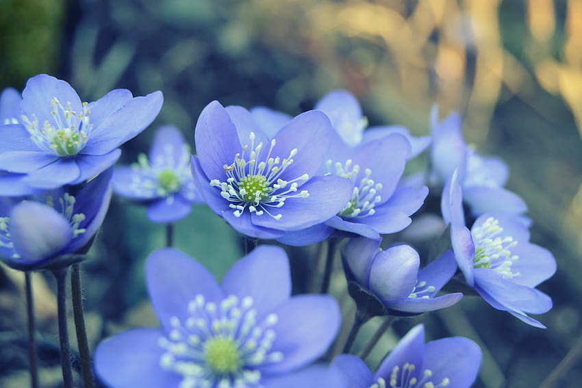 Обои цветы, природа, лепестки, весна, голубые для рабочего стола, pechenocna flowers HD wallpaper
