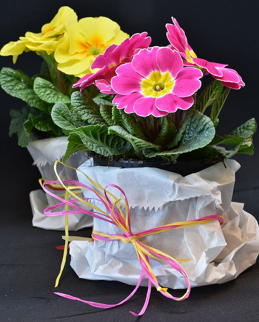 : Primeln, Primula vulgaris-Hybride, Veilchen, Magenta, Primel-Bouquet HD-Handy-Hintergrundbild