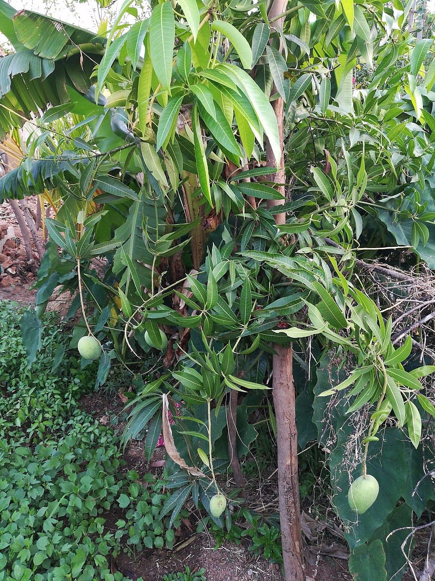 wellpaper, drzewo mango android Tapeta na telefon HD