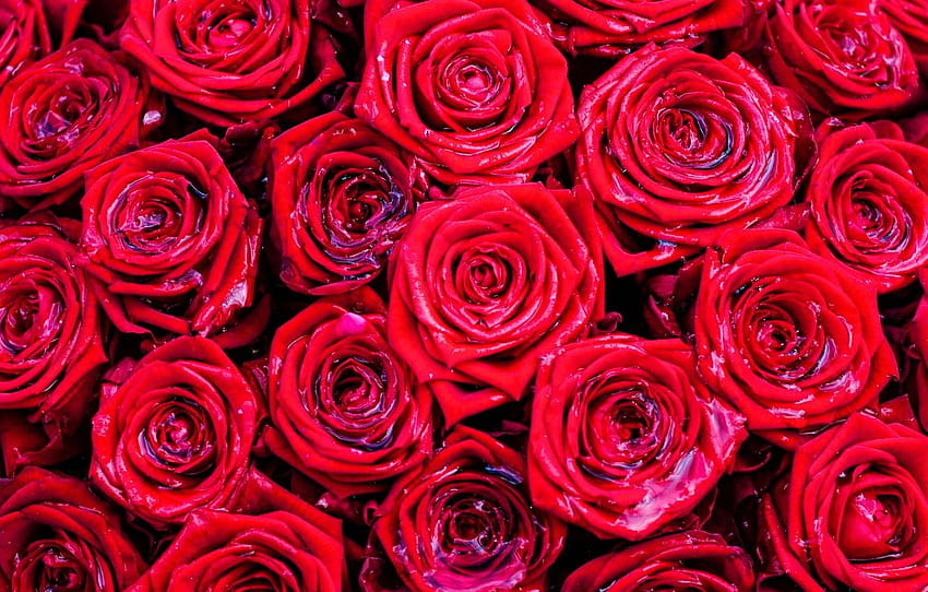 water, roses, red roses, wet roses HD wallpaper