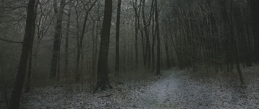 2560x1080 fog, forest, path, snow, autumn, winter forest path snow HD ...